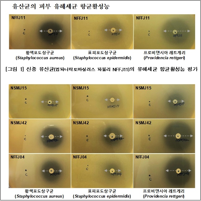  피부 유해세균 억제  신종 유산균 발견 [환경부]
