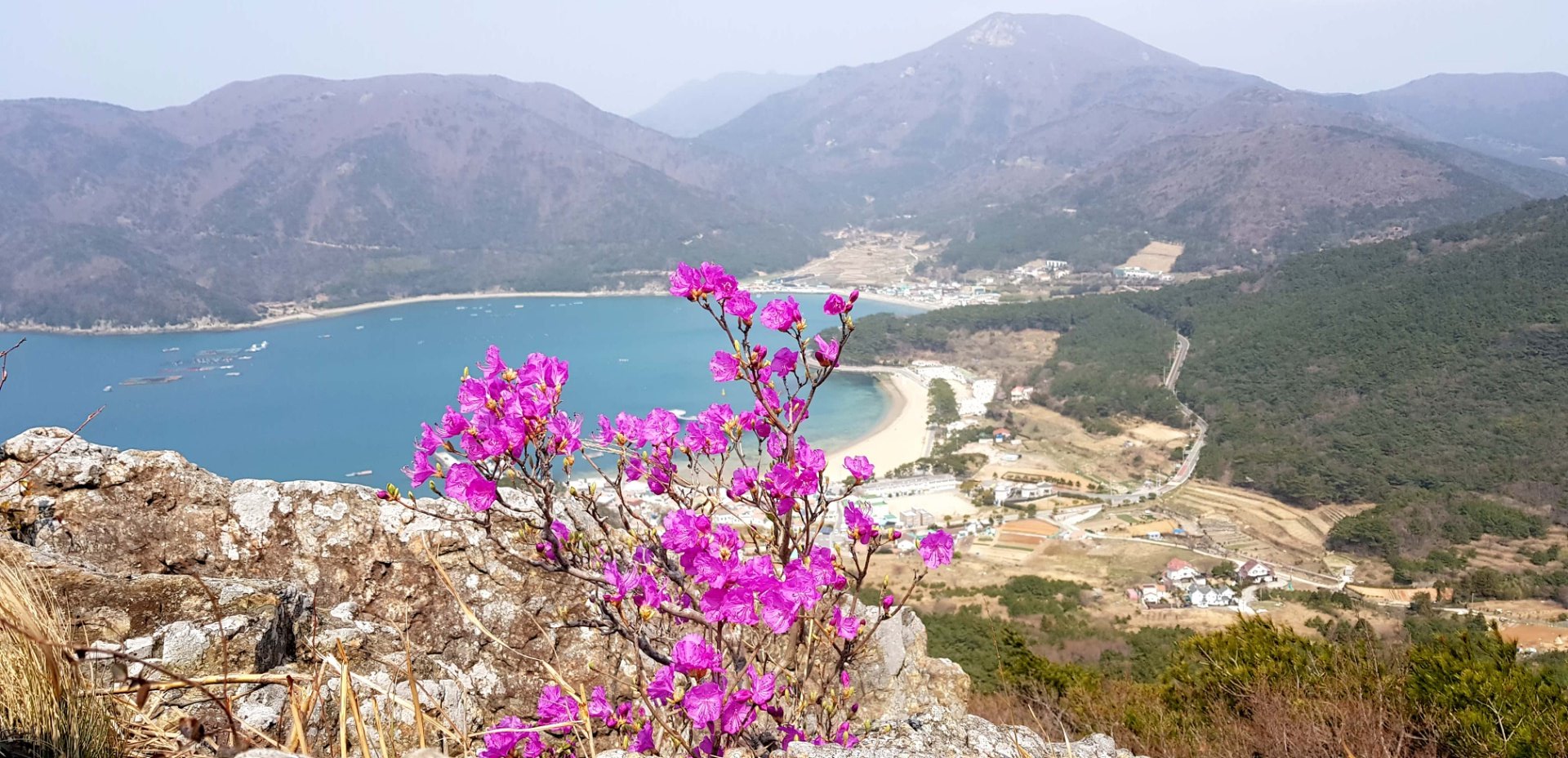 거제 망산 진달래