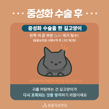 길고양이 중성화