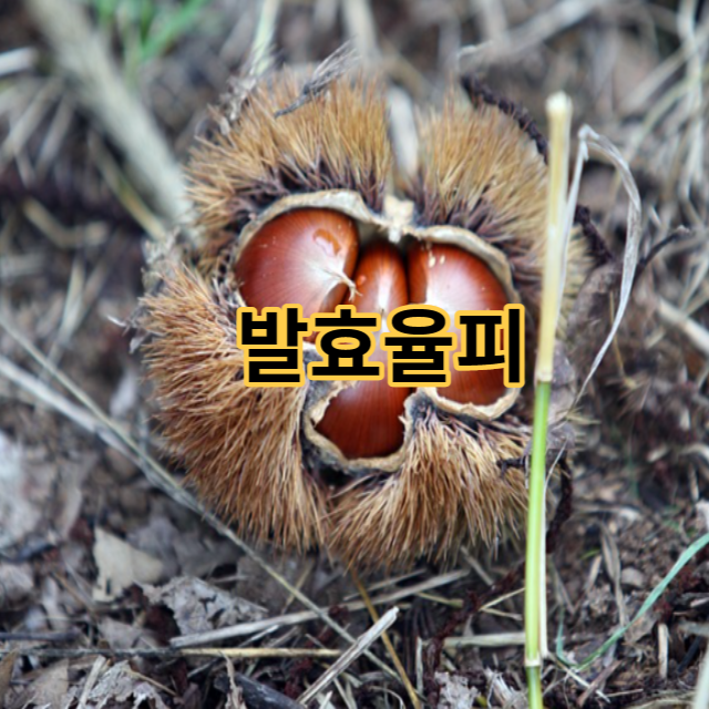  발효율피 효능, 내장지방 감소에 탁월한 팍시다이어트