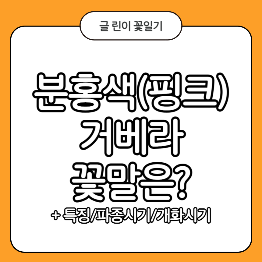 분홍색(핑크) 거베라 꽃말