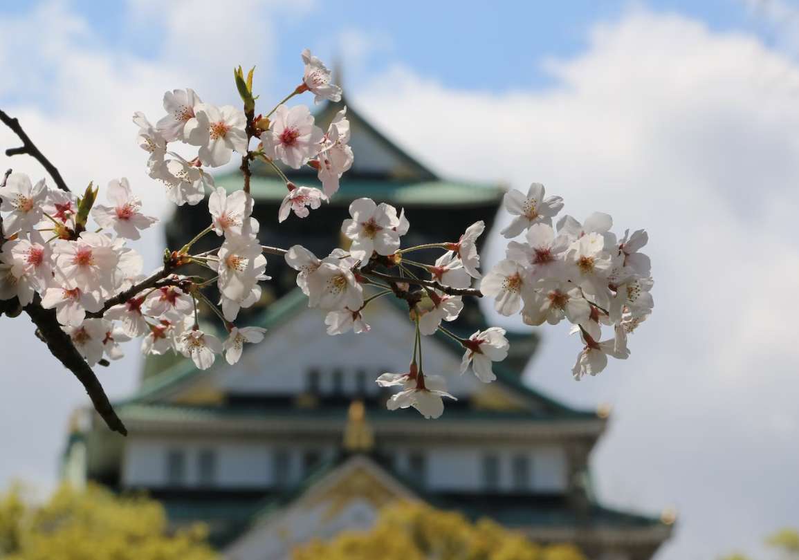 일본 벚꽃 개화시기 오사카