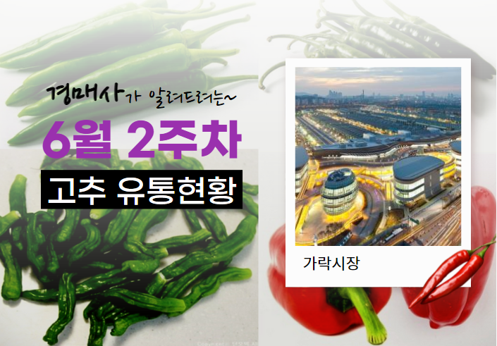  [경매사 따거]가 알려드리는 가락시장 고추 경매이야기(6월 2주차)