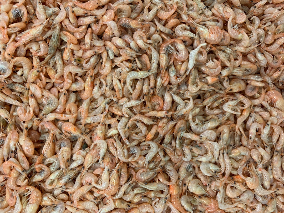 Shellfish.
