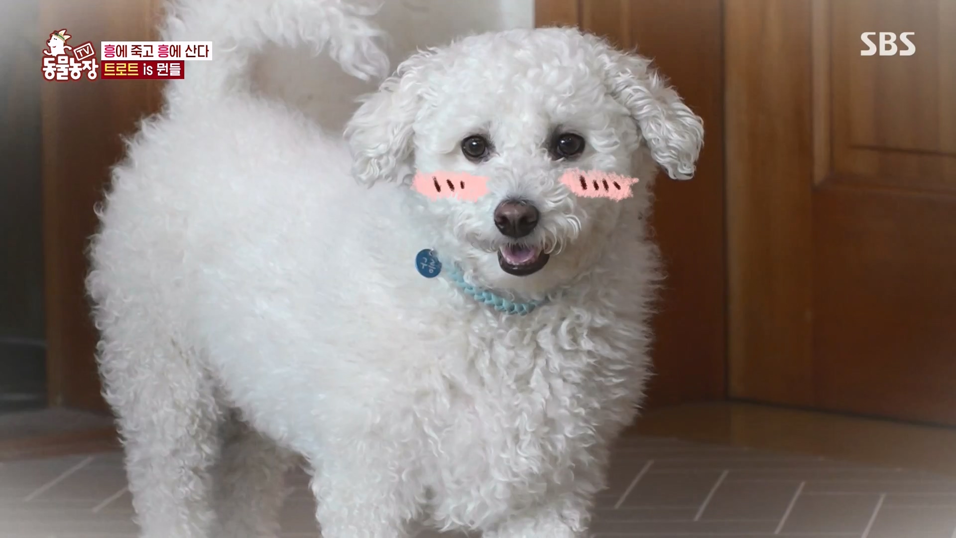 TV 동물농장.E1166.240407p-NEXT.mp4_20240407_164502.269.jpg