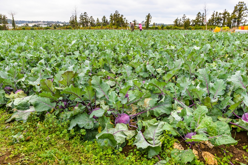 콜라비 효능 (콜라비 먹는법) 11