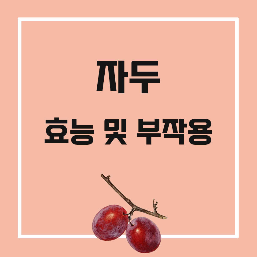  자두 효능 5가지 및 부작용, 하루 적정량까지 알고 먹어요