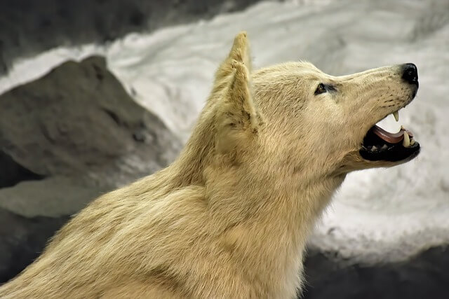 늑대에 관한 17가지 유형 꿈 해몽 꿈 풀이