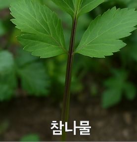 참나물