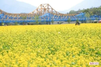 창녕 남지 유채꽃축제 일정 맛집 코스_23