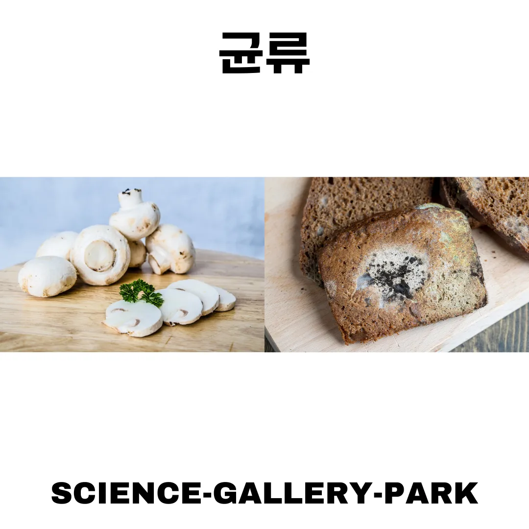 균류 버섯과 곰팡이