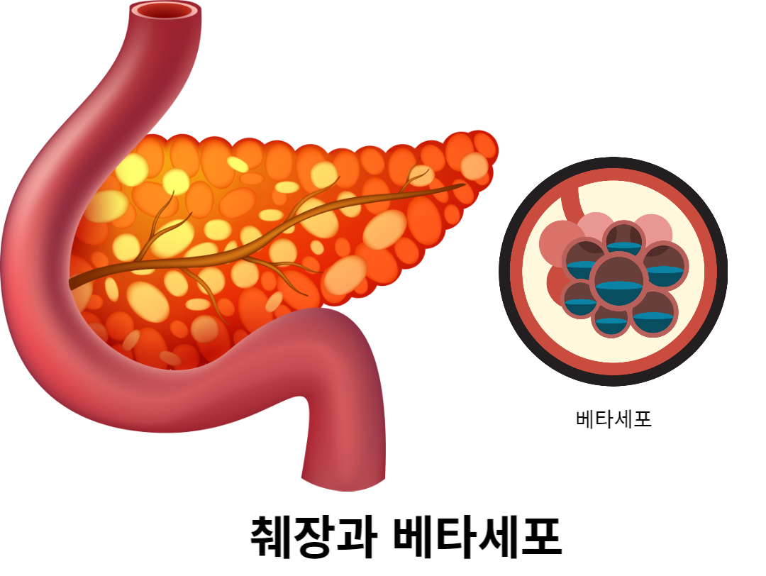 췌장과 베타세포