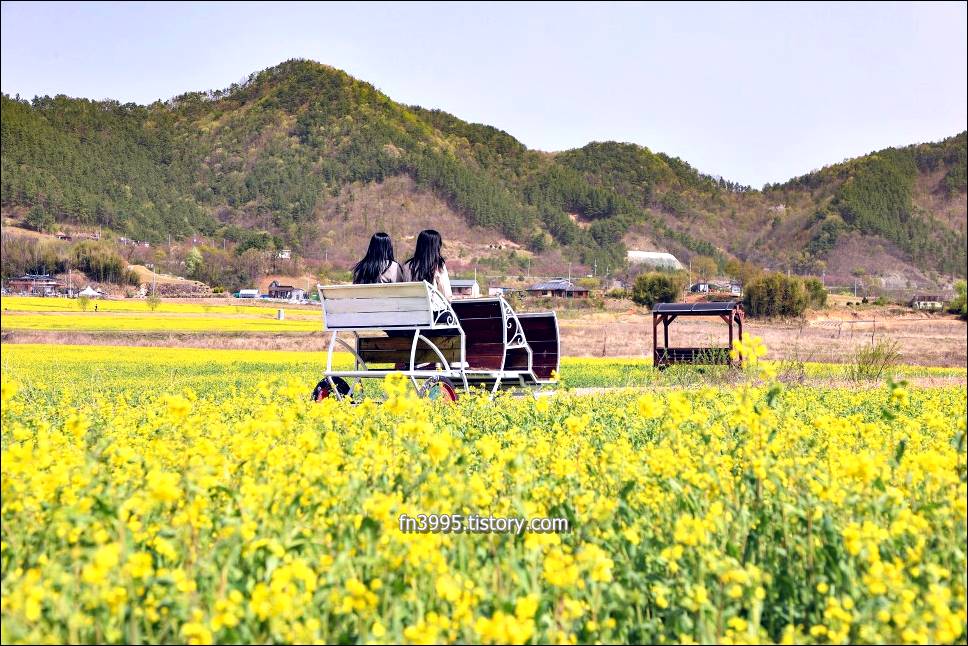 유채꽃축제