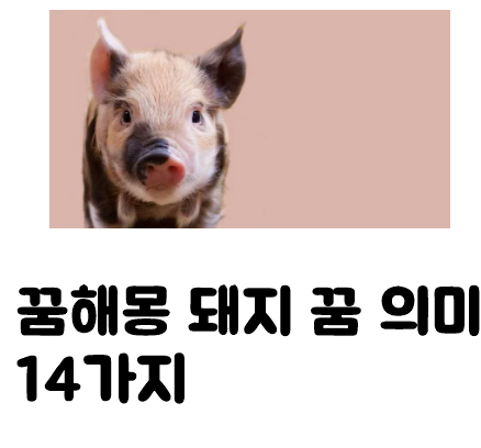  꿈해몽 ㅣ 돼지꿈 의미 14가지 감정이 키워드