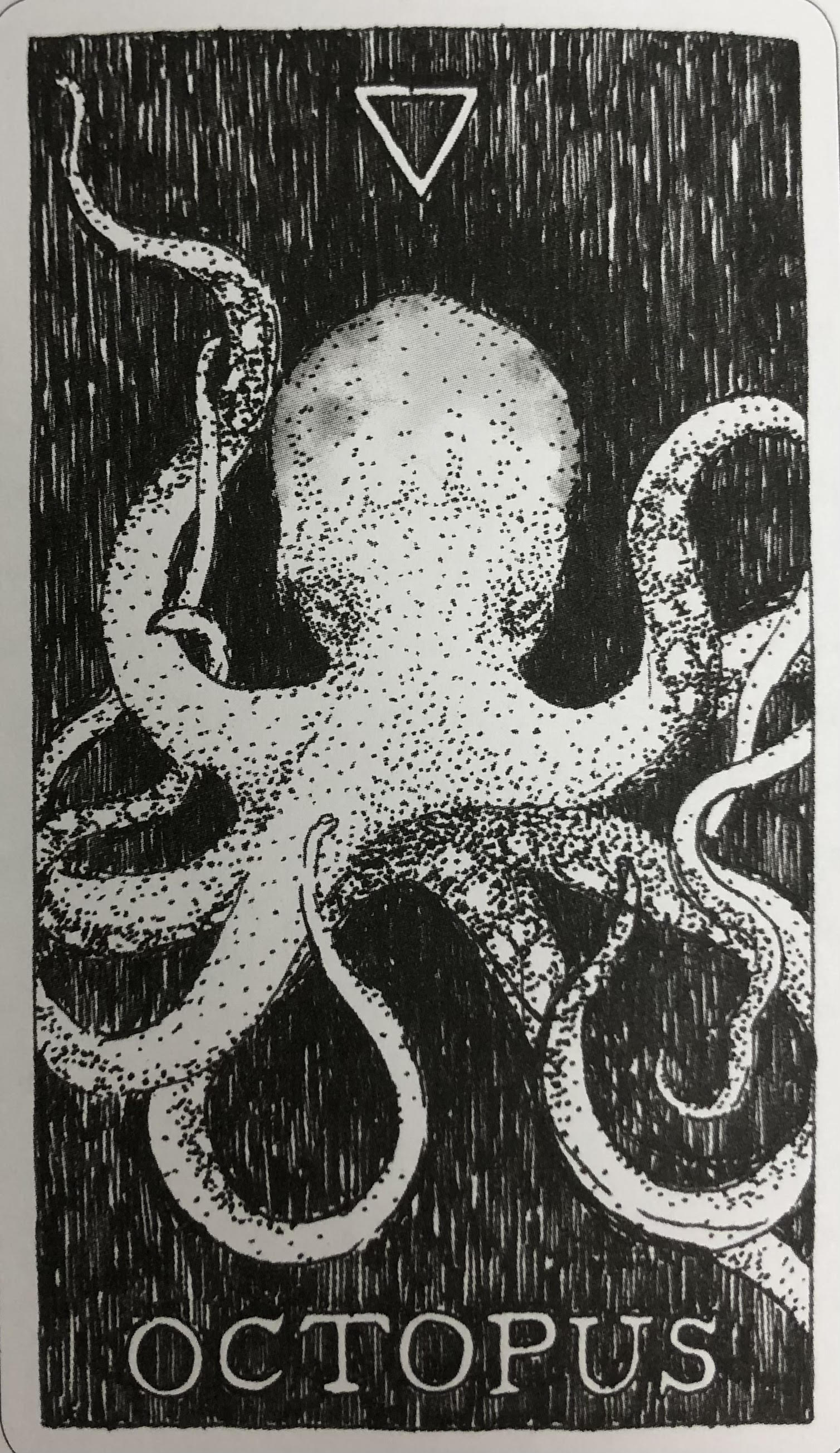 [오라클카드배우기/와일드언노운애니멀스피릿]The Wild Unknown Animal Spirit  Octopus 문어 해석 및 의미