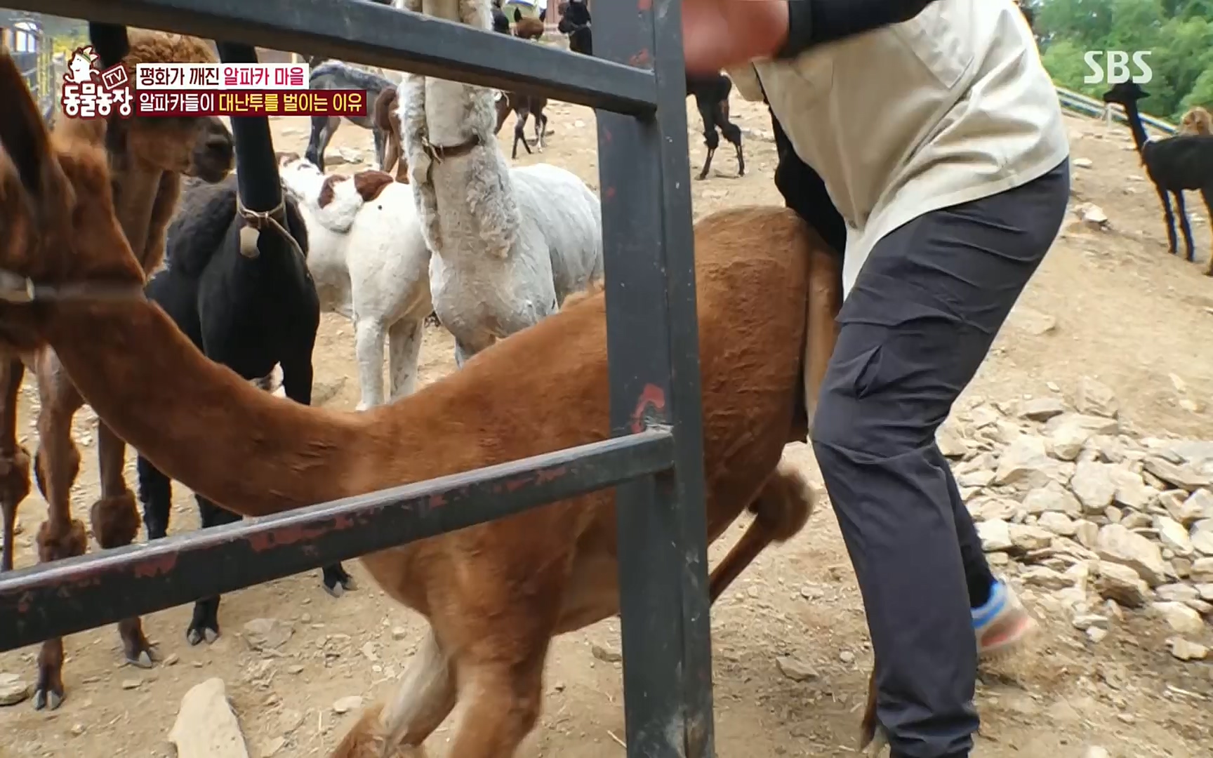 TV 동물농장.E1078.220717p.H264-F1RST.mp4_20220717_151146.936.jpg