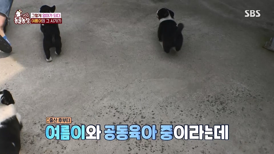 TV 동물농장.E1126.230625p.H264-F1RST.mp4_20230626_204254.607.jpg