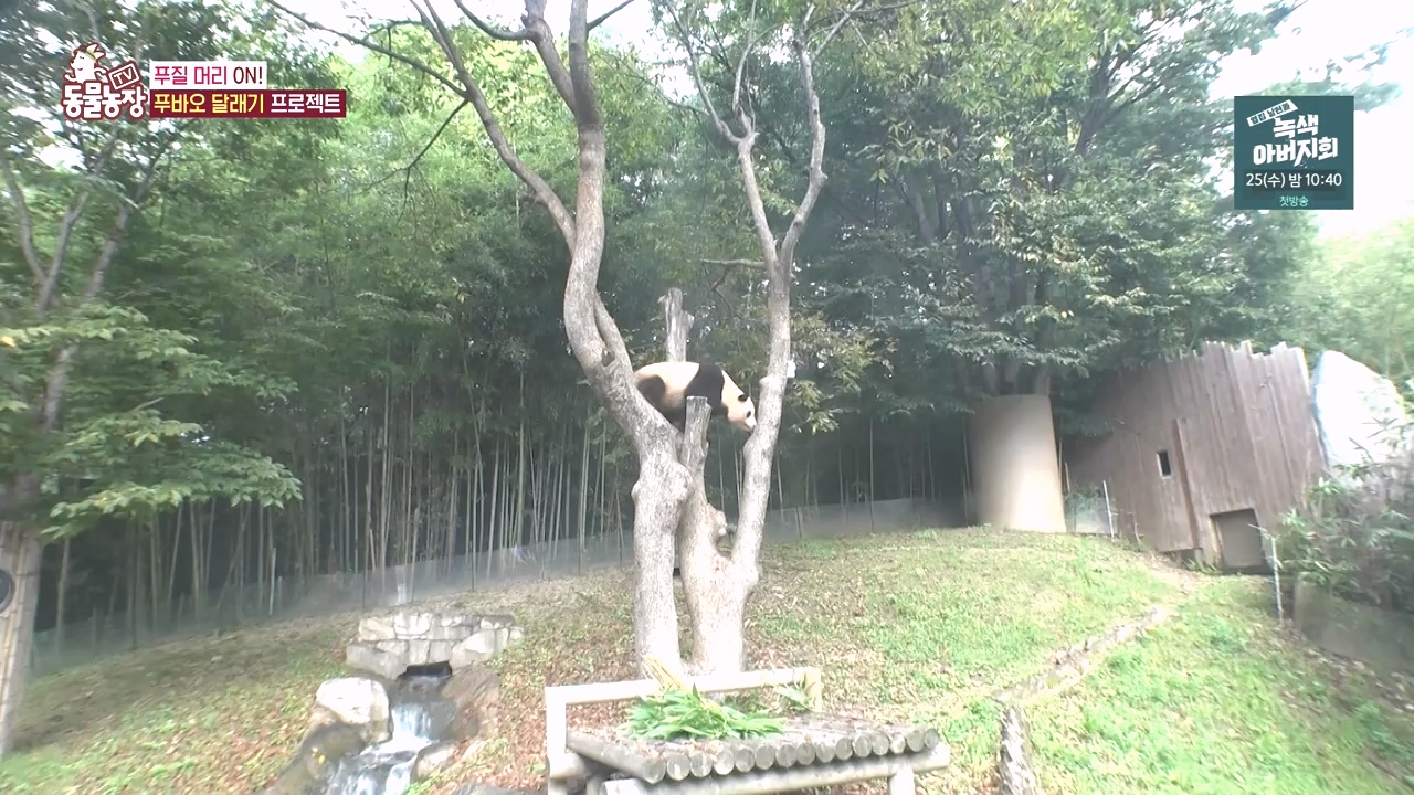 TV 동물농장.E1142.231023p-NEXT.mp4_20231022_173956.335.jpg