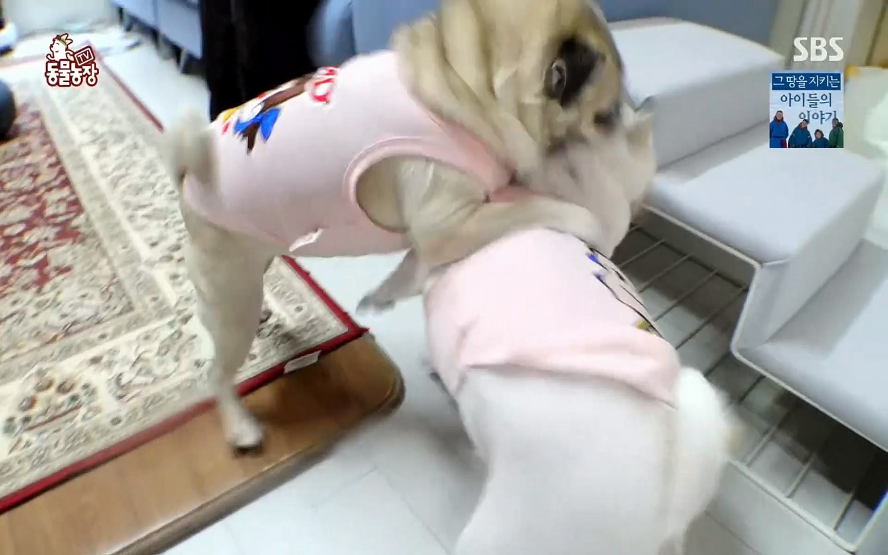 TV 동물농장.E1061.220320p.H264-F1RST.mp4_20220320_183548.619.jpg
