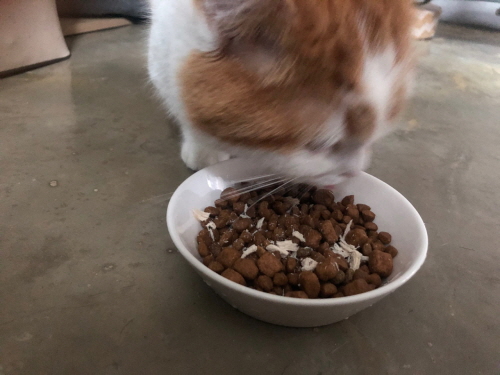 고양이가밥을안먹어요