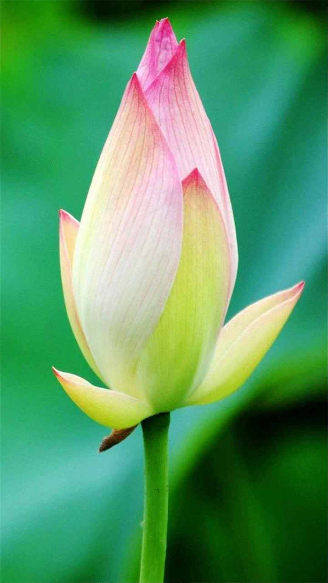 Lotus Flower iPhone Wallpaper