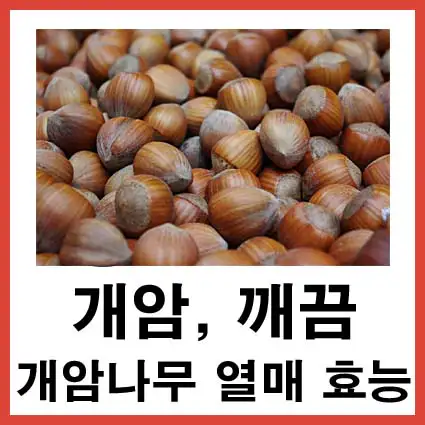 개암나무-열매-효능