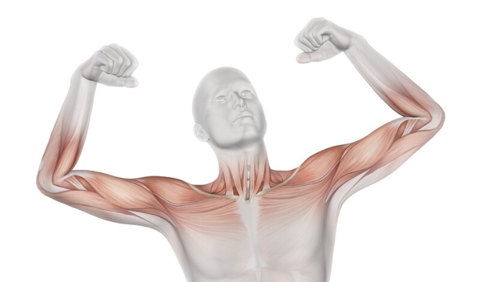 마그네슘-근육수축