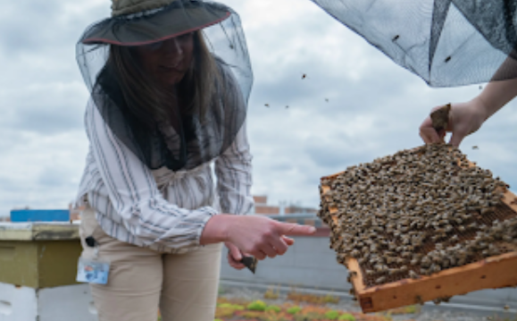 Unraveling the Genetics of Altruism in Honeybees A Queen&#39;s Legacy