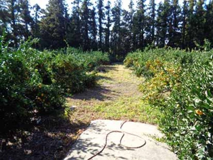 제주도 과수원 경매 감귤 농장 경매 서귀포시 안덕면 서광리 토지 경매 농지 경매 7