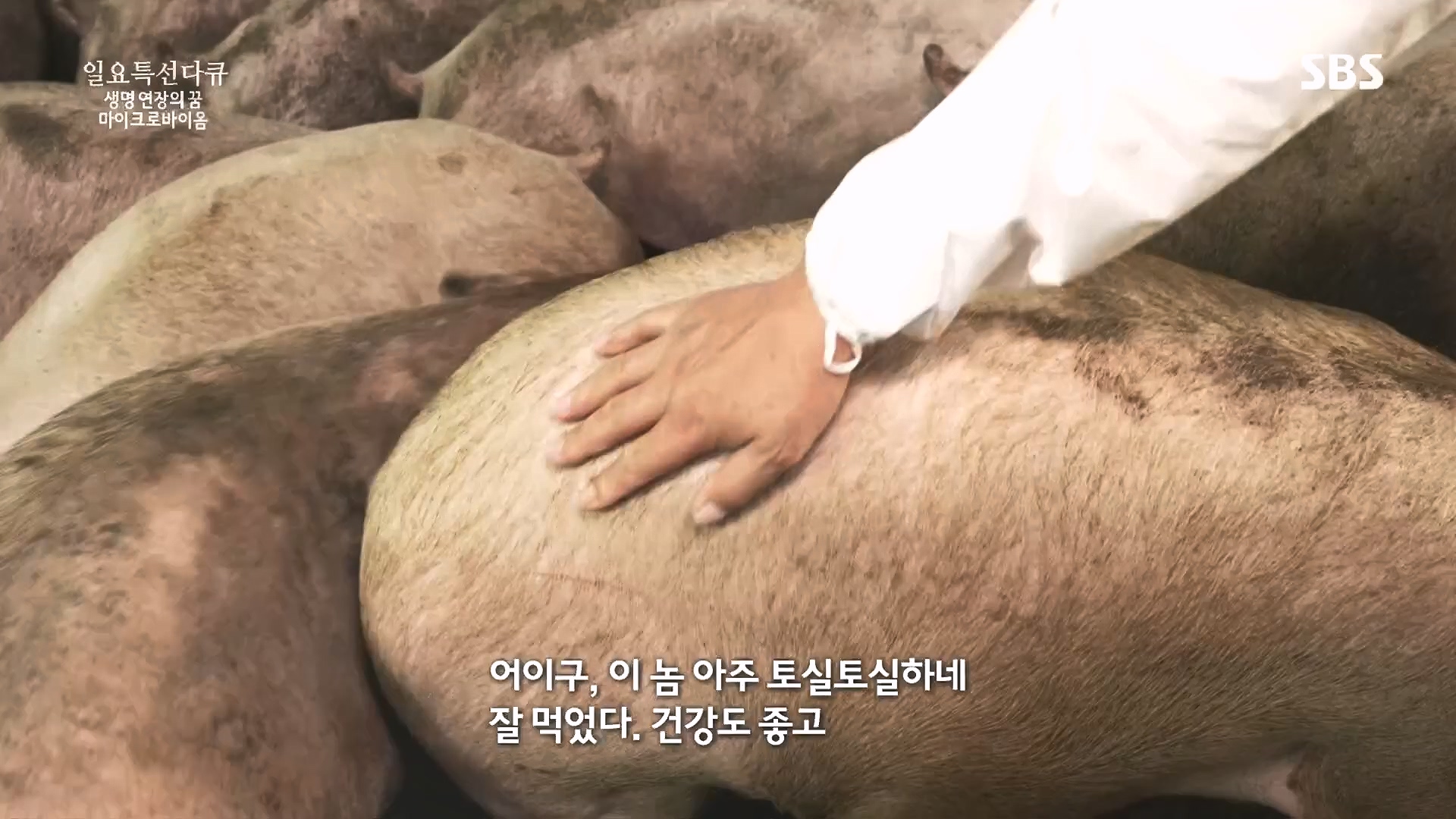 일요 특선 다큐멘터리.E318.230903p.H264-F1RST.mp4_20230907_204908.001.jpg