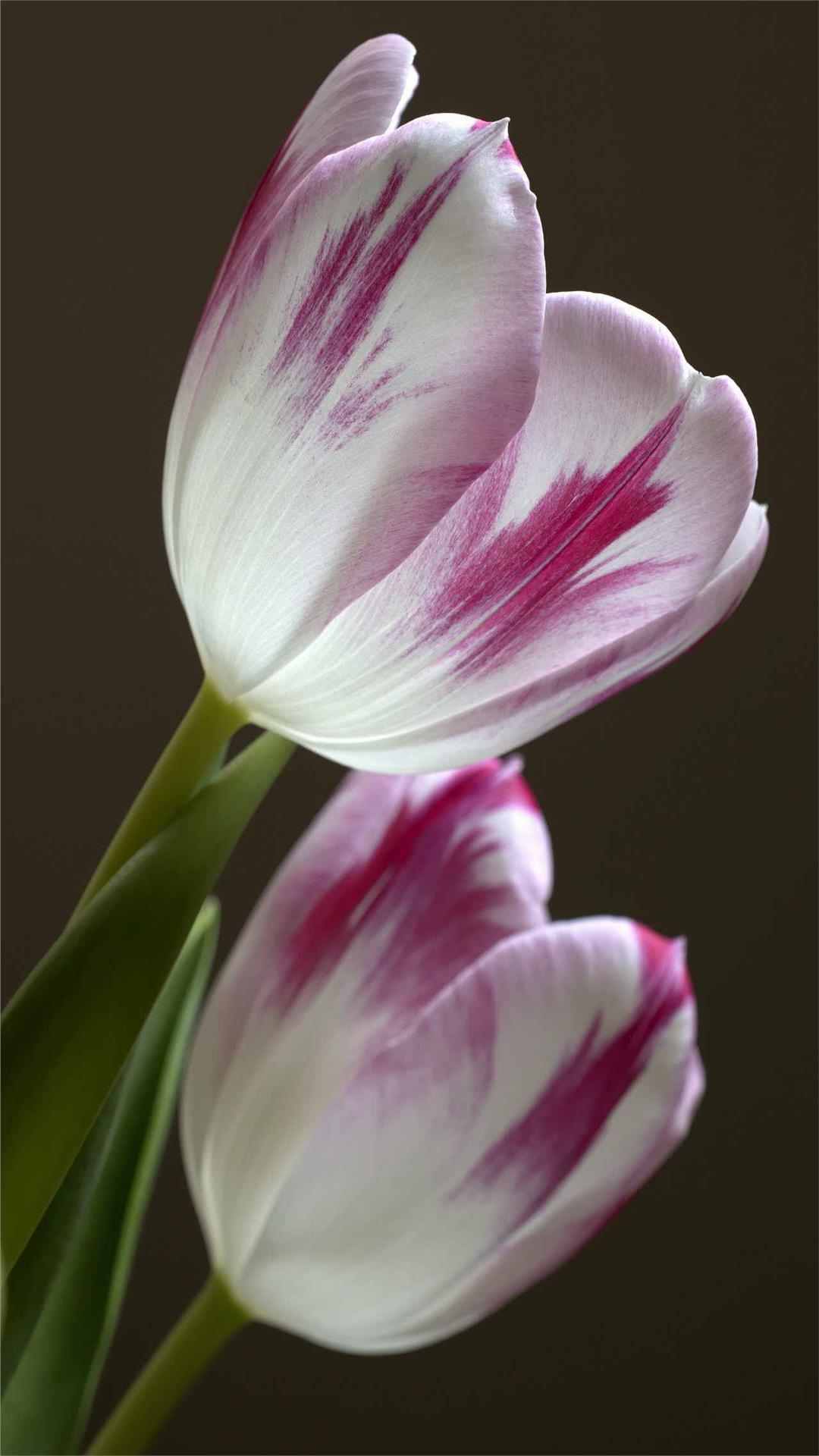 Tulip Flower iPhone Wallpaper