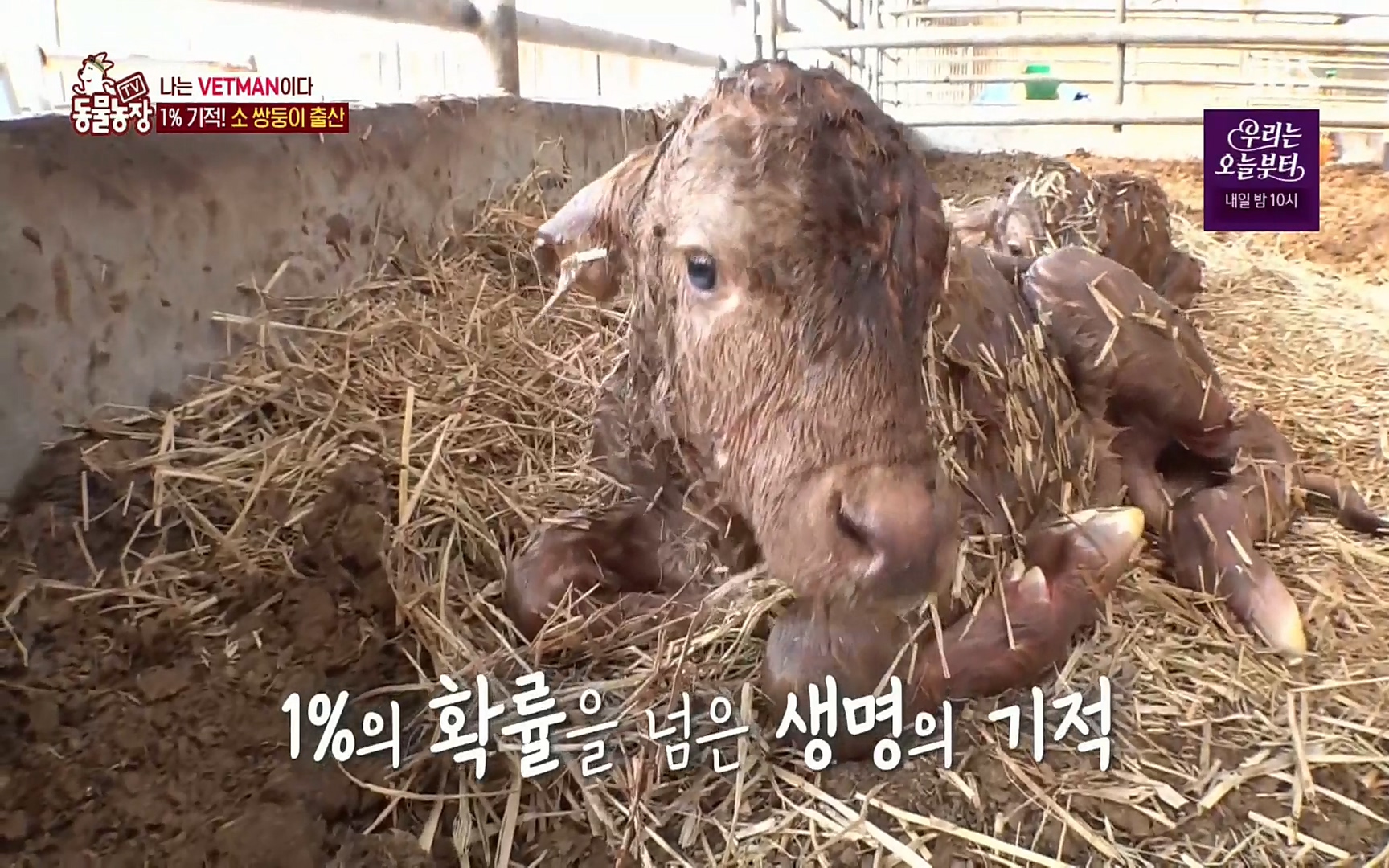 TV 동물농장.E1069.220515p.H264-F1RST.mp4_20220515_180203.249.jpg