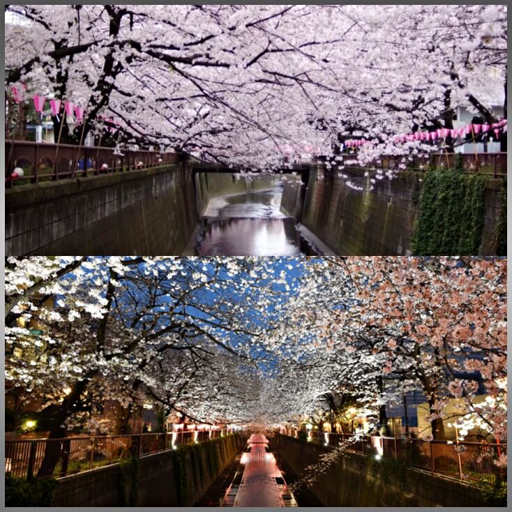 메구로가와벚꽃-도쿄여행