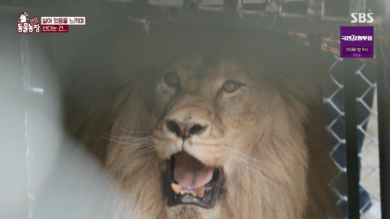 TV 동물농장.E1131.230731p-NEXT.mp4_20230730_191004.349.jpg