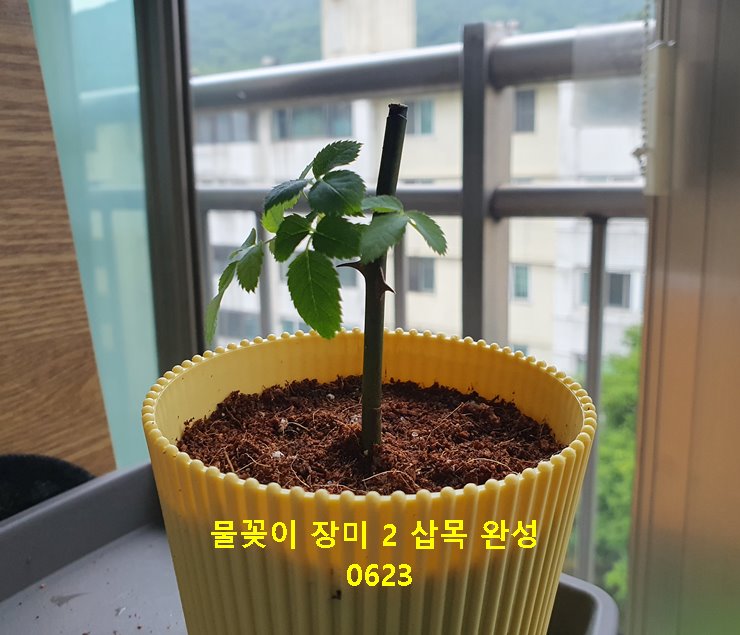 물꽂이 장미 2 삽목 완성 0623