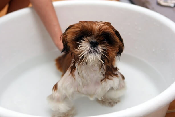 강아지목욕_방법