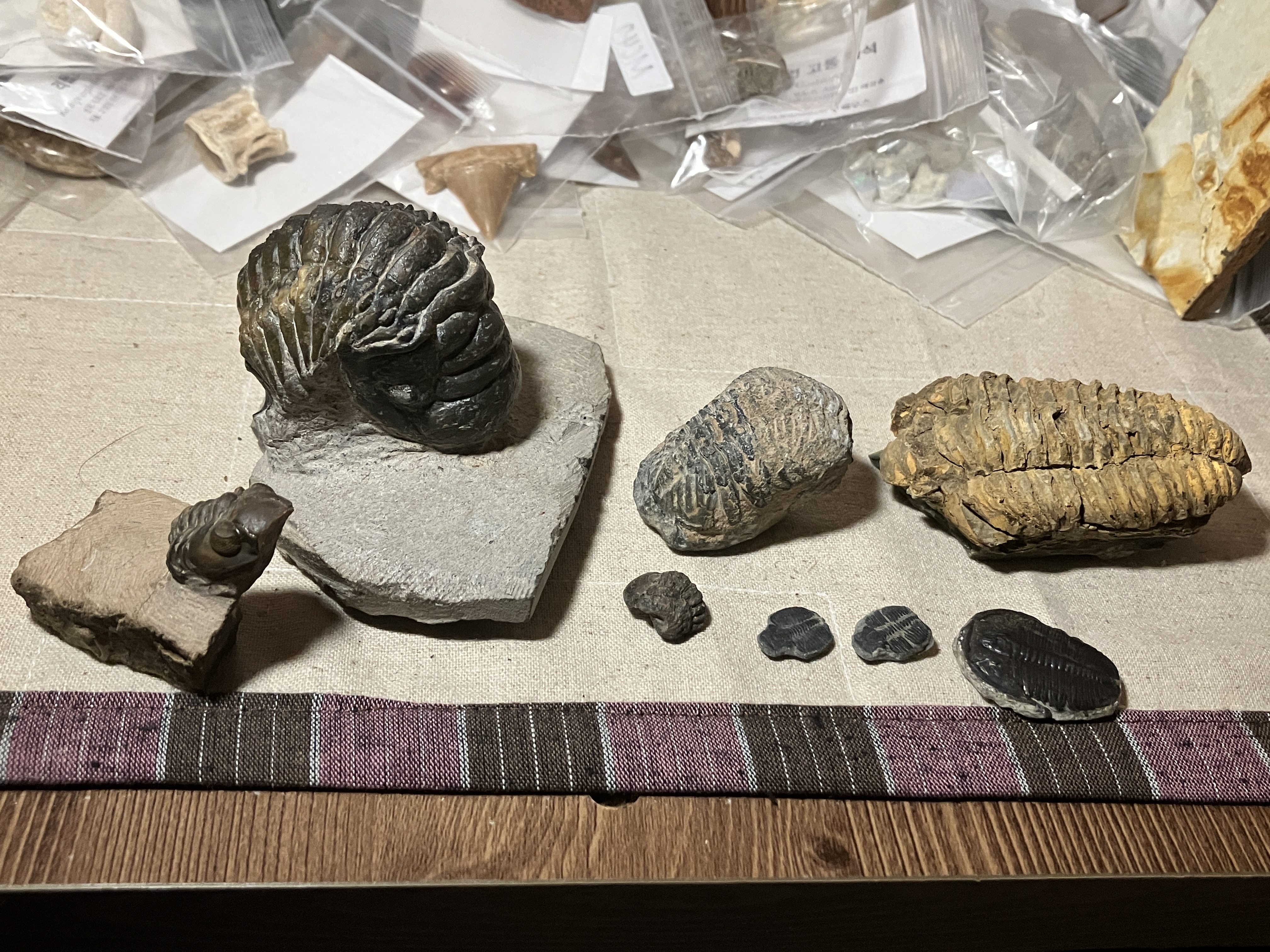 수집해 놓은 삼엽충 화석들
