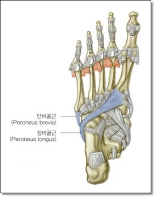 장비골근과 단비골근의 정지점과 전경골근의 정지점이 연결된다는 것을 나타낸 해부학적 그림