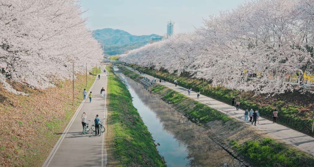 사람들이-하천과-벚꽃을-따라-산책하고-있다