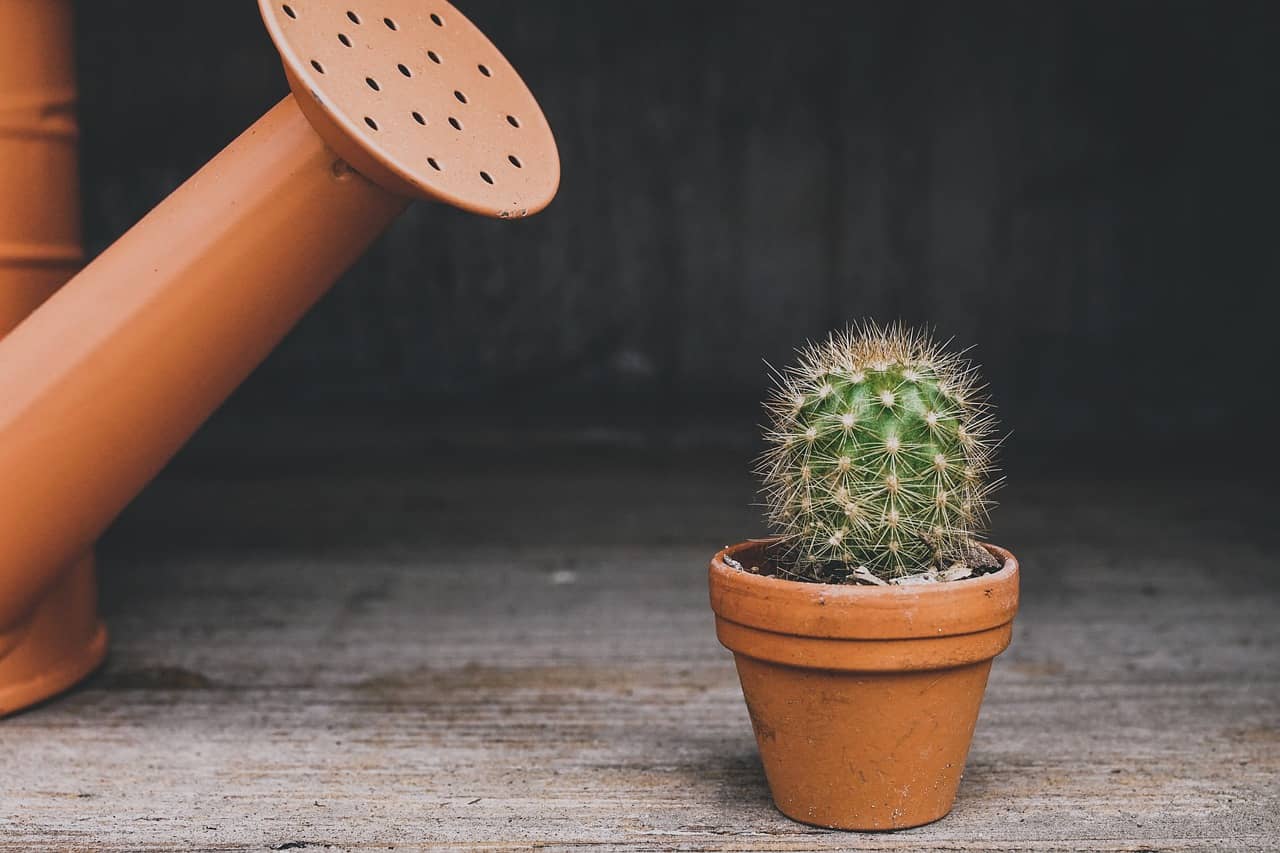 물주기 스타일에 따른 추천 식물 – 자주 혹은 가끔 물 주는 분을 위한 선택 가이드 - Indoor Plant Selection Tips for Beginners