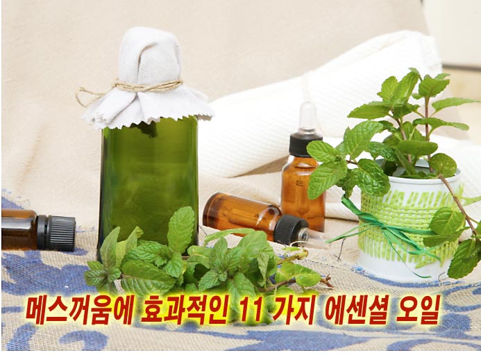  메스꺼움에 효과적인 11 가지 에센셜 오일