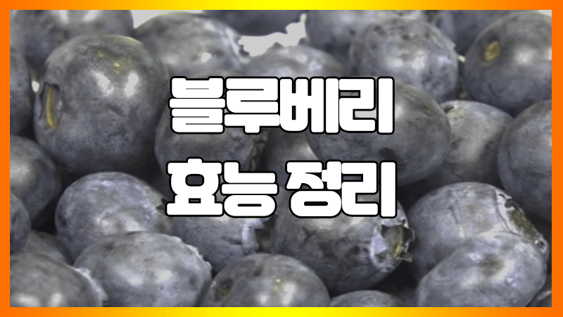  블루베리 효능 정리 : 하루 권장량