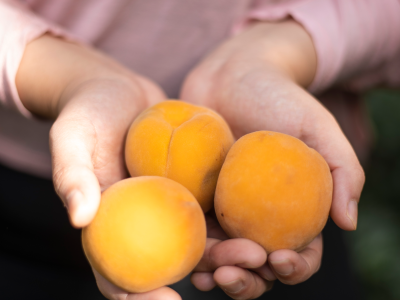 살구 효능 10가지 3