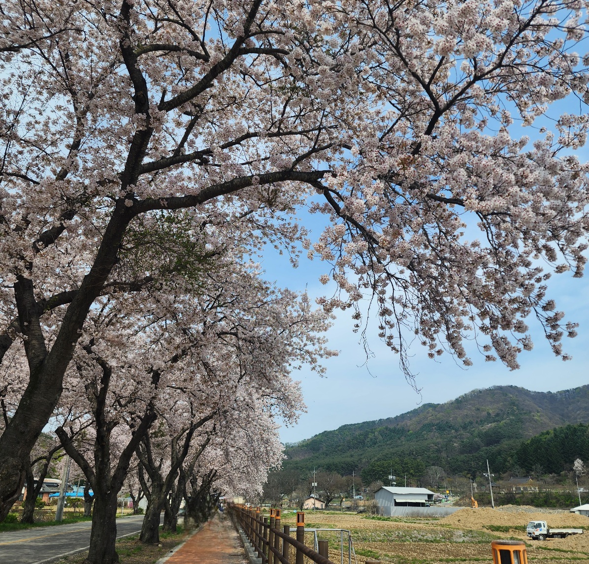 경주-암곡-벚꽃나무-터널