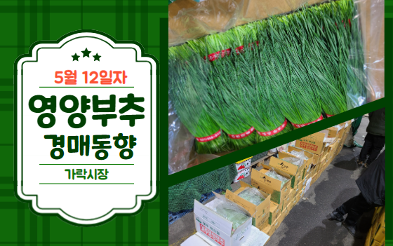  [경매사 일일보고] 5월 12일자 가락시장 영양부추 경매동향을 살펴보겠습니다!