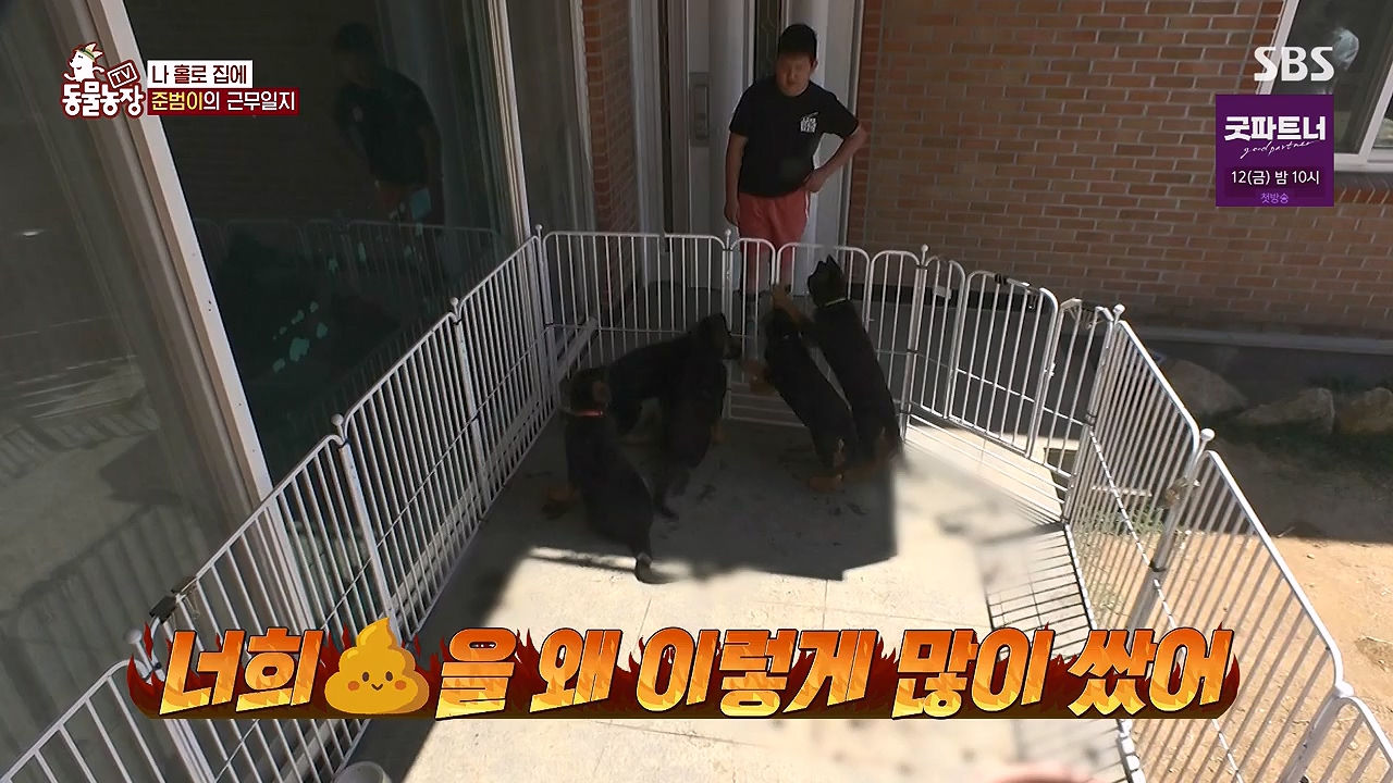 TV 동물농장.E1179.240708p-NEXT.mp4_20240707_160424.958.jpg