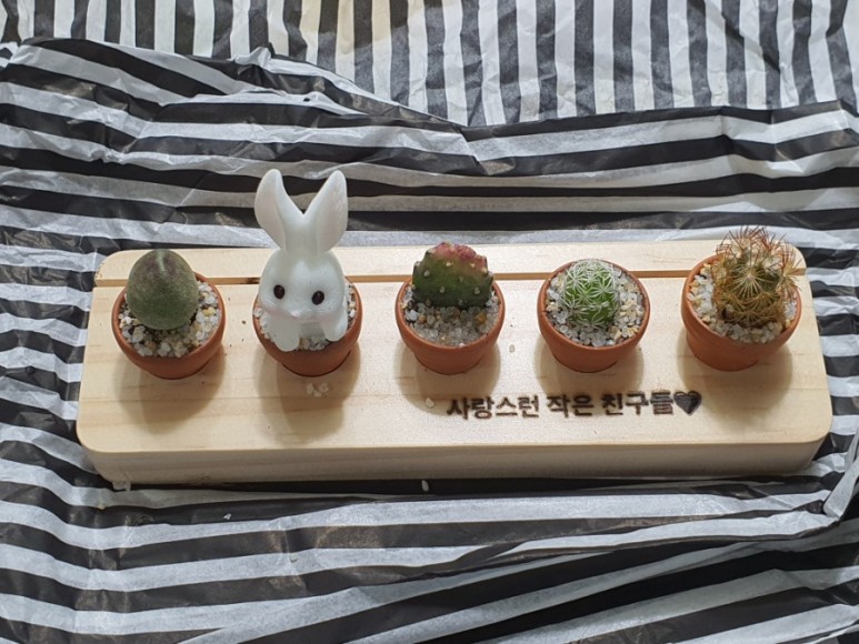 다육이 사이트 반려식물 초미니 16