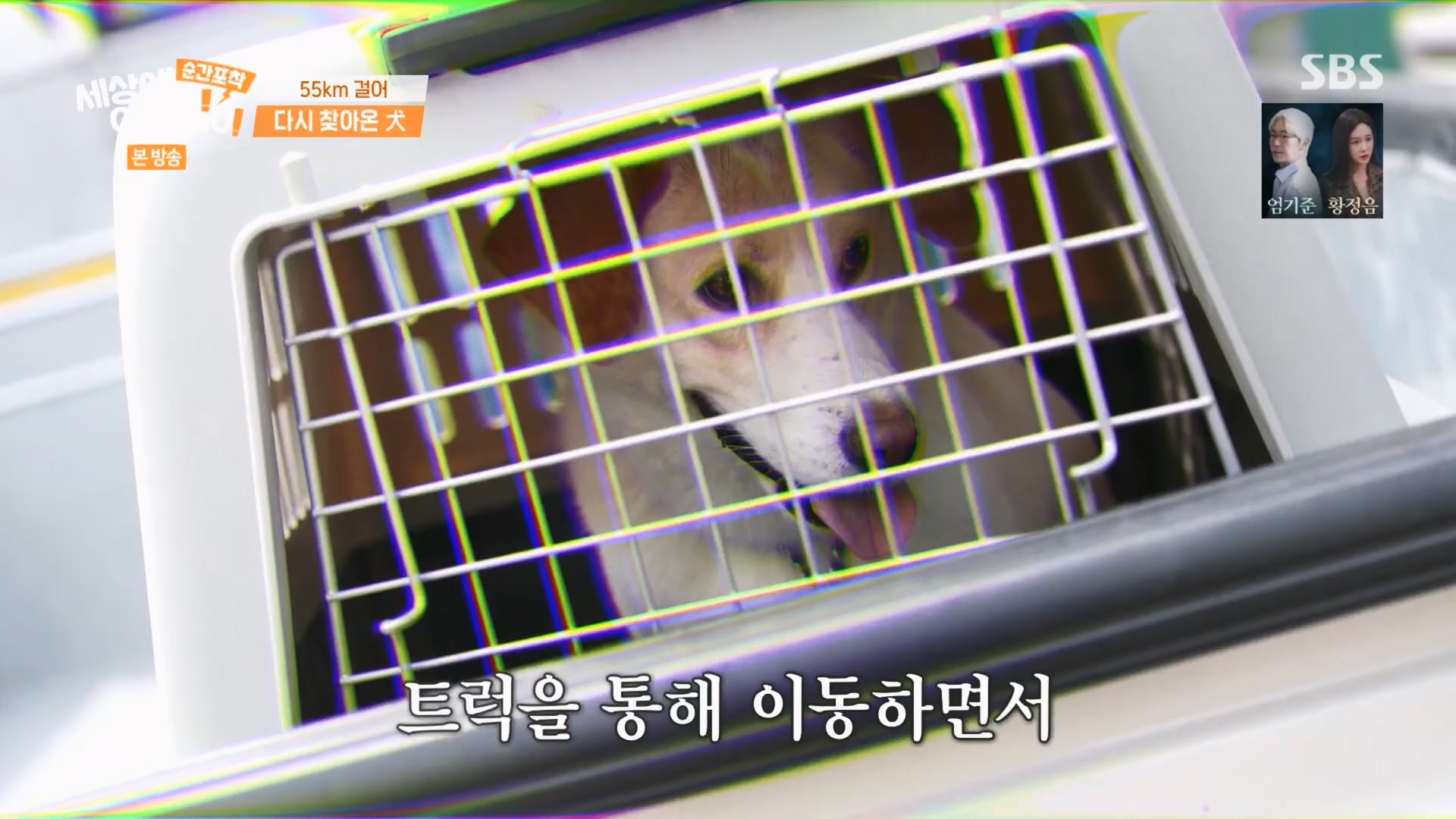순간포착 세상에 이런일이.E1247.230923p.H264-F1RST.mp4_20230924_152708.331.jpg