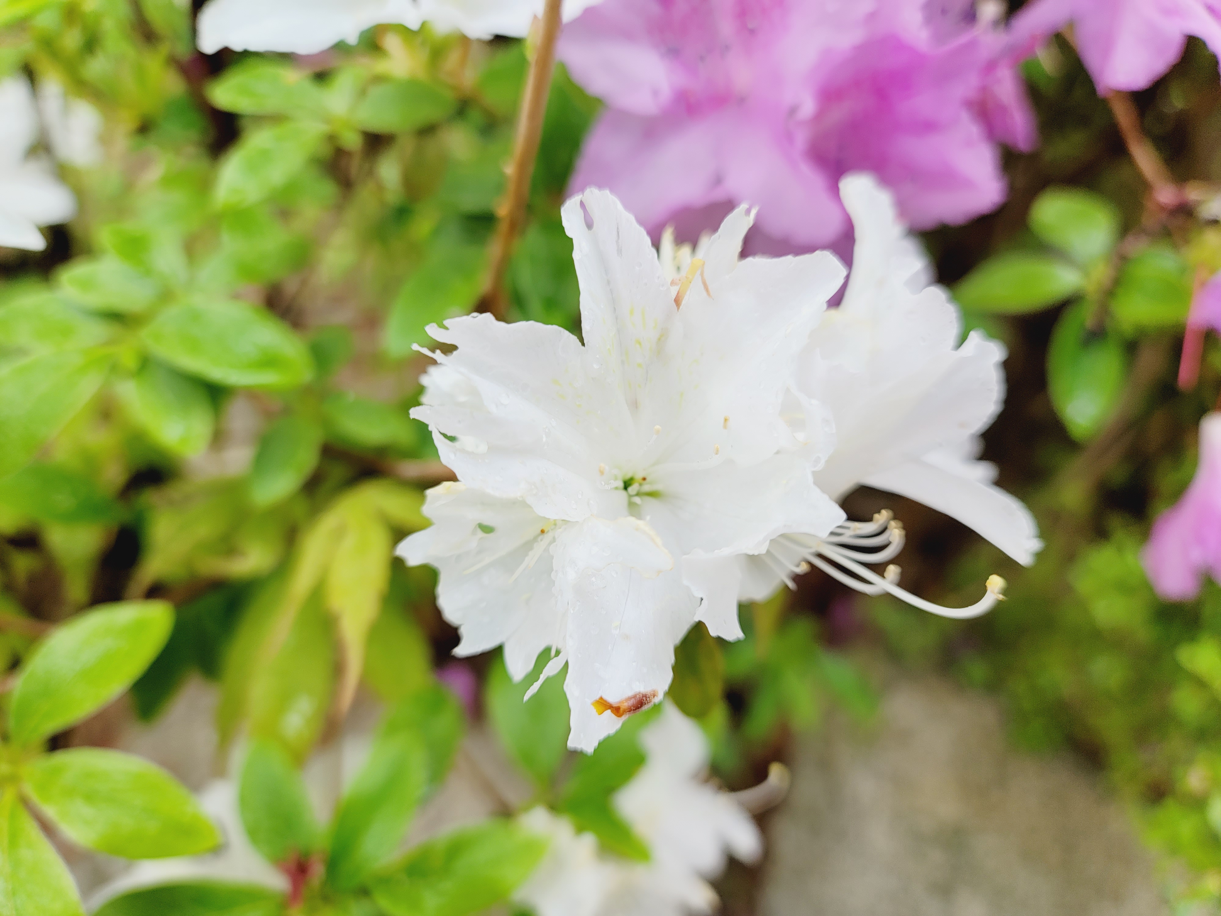 산철쭉 화단접대 54