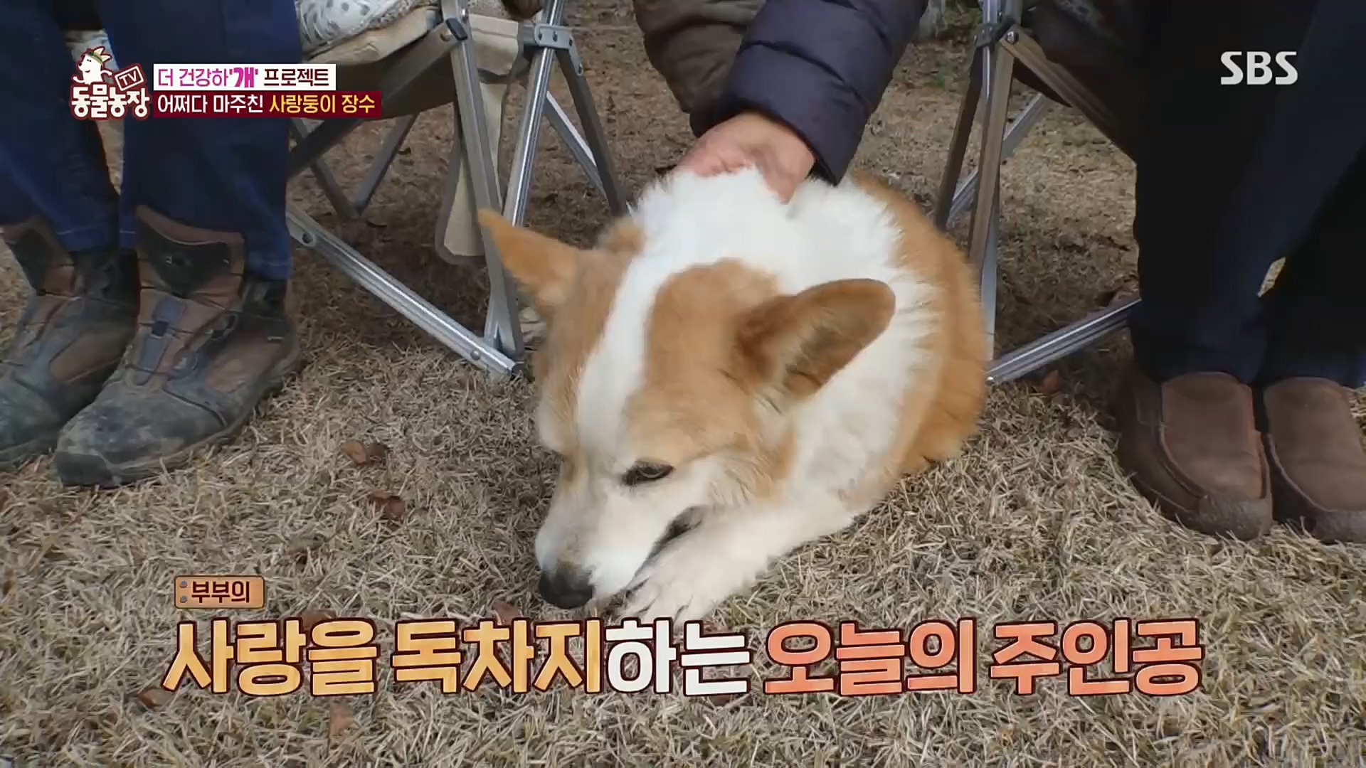 TV 동물농장.E1101.221225p.H264-F1RST.mp4_20221225_190244.338.jpg